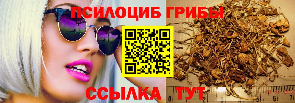 Псилоцибиновые грибы Psilocybe Прокопьевск